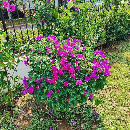 Sweet Sicily Gæstehus 4*